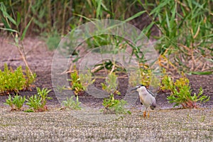 Black-crowned Night Heron or Nycticorax nycticorax