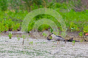 Black-crowned Night Heron or Nycticorax nycticorax