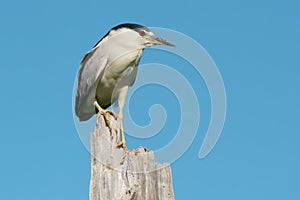 Black-crowned Night Heron - Nycticorax nycticorax