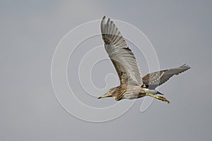 The Black-crowned Night Heron Nycticorax nycticorax