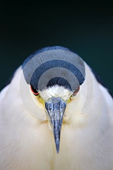 Black-crowned night heron Nycticorax nycticorax