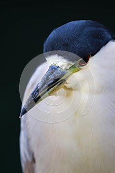 Black-crowned night heron Nycticorax nycticorax