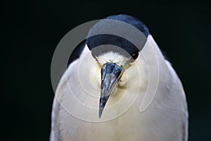 Black-crowned night heron Nycticorax nycticorax