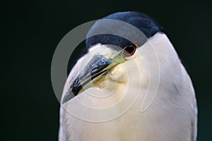 Black-crowned night heron Nycticorax nycticorax