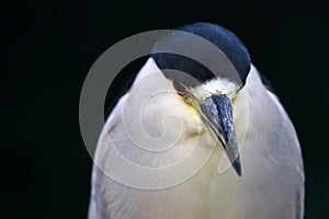 Black-crowned night heron Nycticorax nycticorax