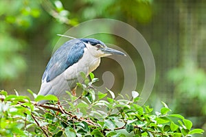 Black-crowned Night Heron (Nycticorax nycticorax)