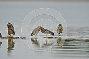 Black-crowned Night Heron