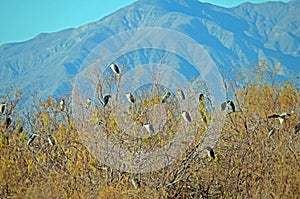 Black Crowned Night Heron (Nycticorax nycticorax)