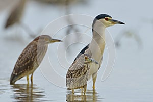 Black-crowned Night Heron (Nycticorax nycticorax)