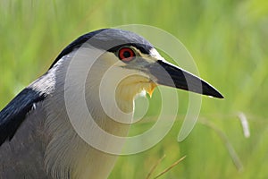 Black-crowned Night Heron (Nycticorax nycticorax)