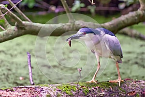 Black-crowned night heron with prey in its beak.Blackwater National Wildlife Refuge.Maryland.USA