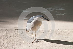 Black-crowned night heron Nycticorax nycticorax in Caracas