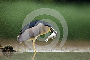 Black-crowned Night Heron Nycticorax nycticorax, Common Night Heron with green background. Night heron with the fish