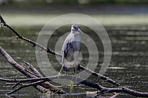 The black-crowned night heron Nycticorax nycticorax on an evening hunt