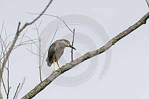 The black-crowned night heron Nycticorax nycticorax on an evening hunt