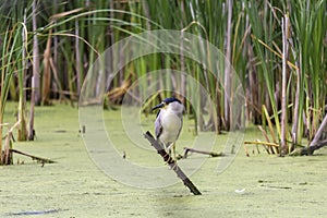 The black-crowned night heron Nycticorax nycticorax on an evening hunt