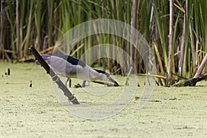 The black-crowned night heron Nycticorax nycticorax on an evening hunt