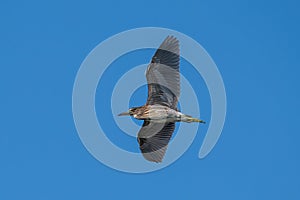 Black-crowned night heron (Nycticorax nycticorax) in flight