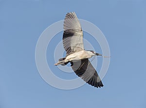 Black-crowned Night Heron Nycticorax nycticorax in flight carrying a nest stick