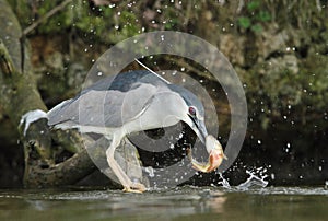 Black-crowned Night Heron, Nycticorax nycticorax hunting