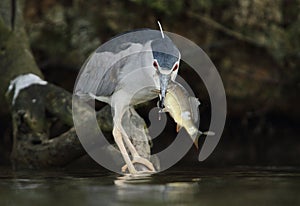 Black-crowned Night Heron, Nycticorax nycticorax hunting