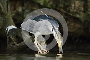 Black-crowned Night Heron, Nycticorax nycticorax hunting