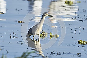 A Black-crowned night heron Nycticorax nycticorax hunting along edge of Lake