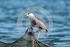 Black-crowned night heron Nycticorax nycticorax with narrowed red eyes