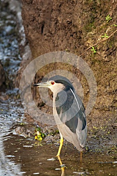 Black crowned night heron, Nycticorax nycticorax, Navi Mumbai, Maharashtra, India