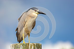 Black-crowned Night Heron nycticorax nycticorax perched on a dock piling.