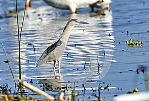 Black-crowned night heron Nycticorax nycticorax perched on a post