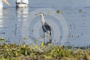 Black-crowned night heron Nycticorax nycticorax perched on a post