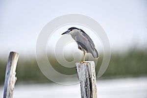 Black-crowned night heron Nycticorax nycticorax perched on a post