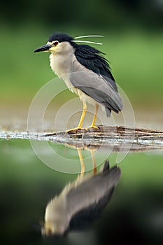 The black-crowned night heron Nycticorax nycticorax watching for fish in shallow water.Heron with reflection in water