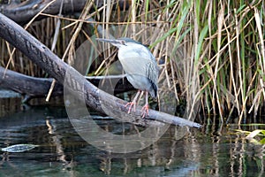 Black-crowned night heron in Oceanografic Aquarium Valencia