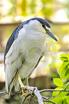 Black-crowned Night Heron Perched On A Branch