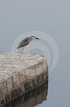 Black-crowned night heron perched on edge of wall