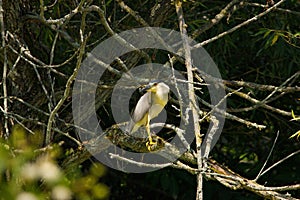Black-crowned Night-Heron Perched on tree