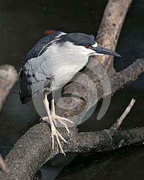 Black-crowned Night Heron Photo. Image. Portrait. Picture