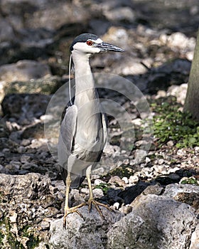 Black-crowned Night Heron Photo. Image. Portrait. Picture