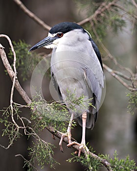 Black-crowned Night Heron Photo. Image. Portrait. Picture