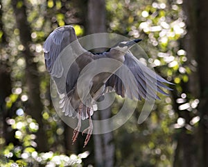 Black-crowned Night Heron Photo. Image. Portrait. Picture