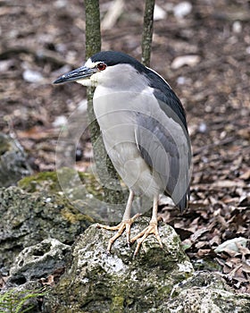 Black-crowned Night Heron Photo. Image. Portrait. Picture