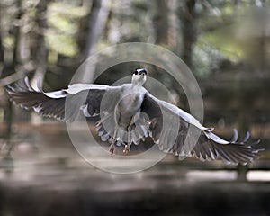 Black-crowned Night Heron Photo. Image. Portrait. Picture