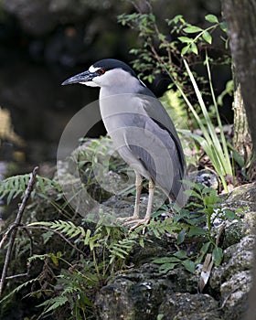 Black-crowned Night Heron Photo. Image. Portrait. Picture