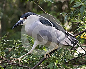 Black-crowned Night Heron Photos. Image. Portrait. Picture