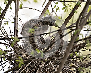 Black-crowned Night Heron Photos. Image. Portrait. Picture. Babies. Baby birds. Nest. Close-up profile view.  Background and