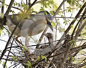 Black-crowned Night Heron Photos. Image. Portrait. Picture. Baby birds. Nest. Parent and babies