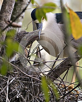 Black-crowned Night Heron Photos. Image. Portrait. Picture. Baby birds. Nest. Parent and babies