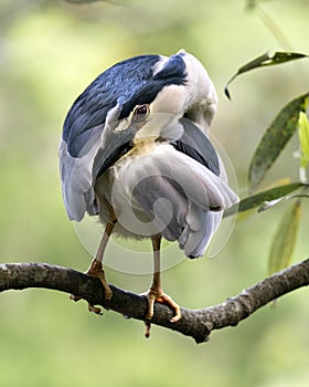Black-crowned Night Heron Photos. Image. Portrait. Picture.  Cleaning wings. Perched. Bokeh background